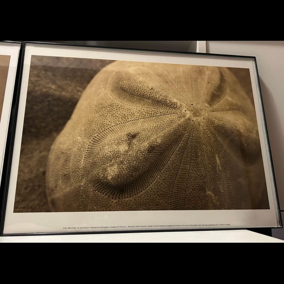 3 Beach Photograph Prints by Cyndi Schick - Picture 4 of 5